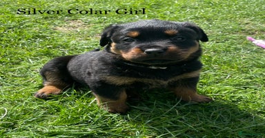 Rottweiler dogs - Advert 11