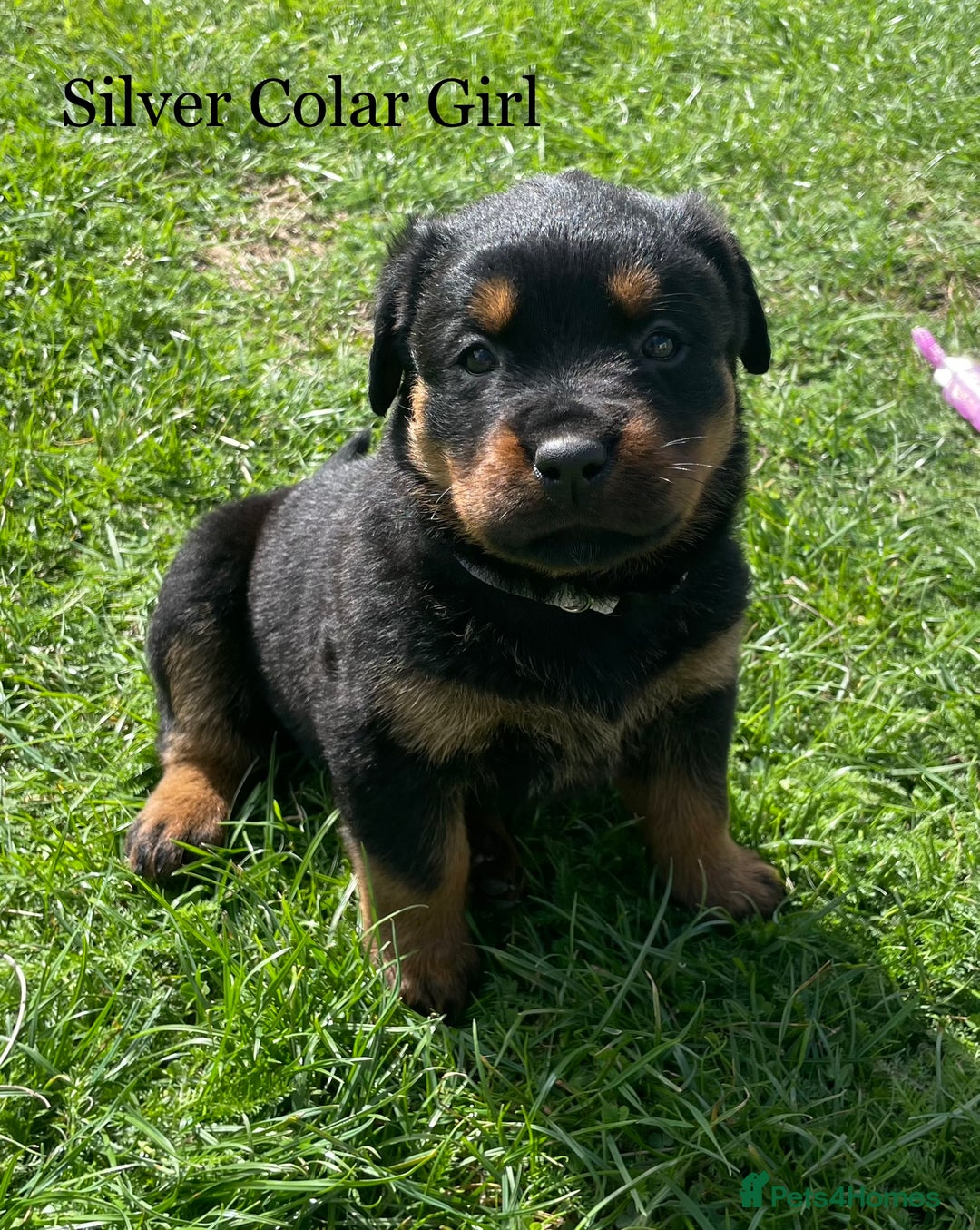 Rottweiler dogs for sale: 4 Beautiful KC Registered Rottweiler Puppies - Image 3