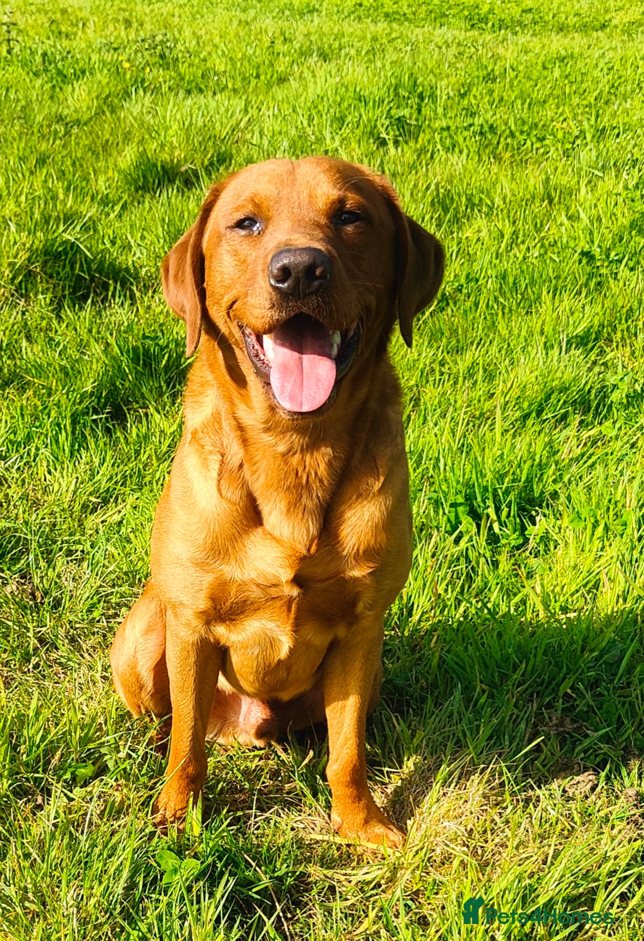 Labrador Retriever dogs PET TRAINED KC FOX RED DOG - Advert 1