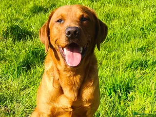 Labrador Retriever dogs PET TRAINED KC FOX RED DOG - Advert 6