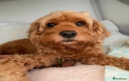 Cockapoo dogs for sale: 4 Stunning Fox Red F1b Toy Cockapoos  - Advert 6