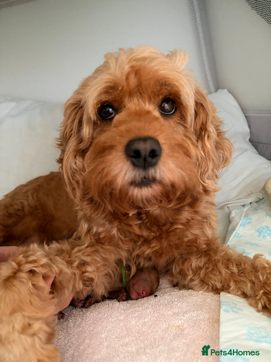 Cockapoo dogs for sale: 4 Stunning Fox Red F1b Toy Cockapoos  - Advert 6