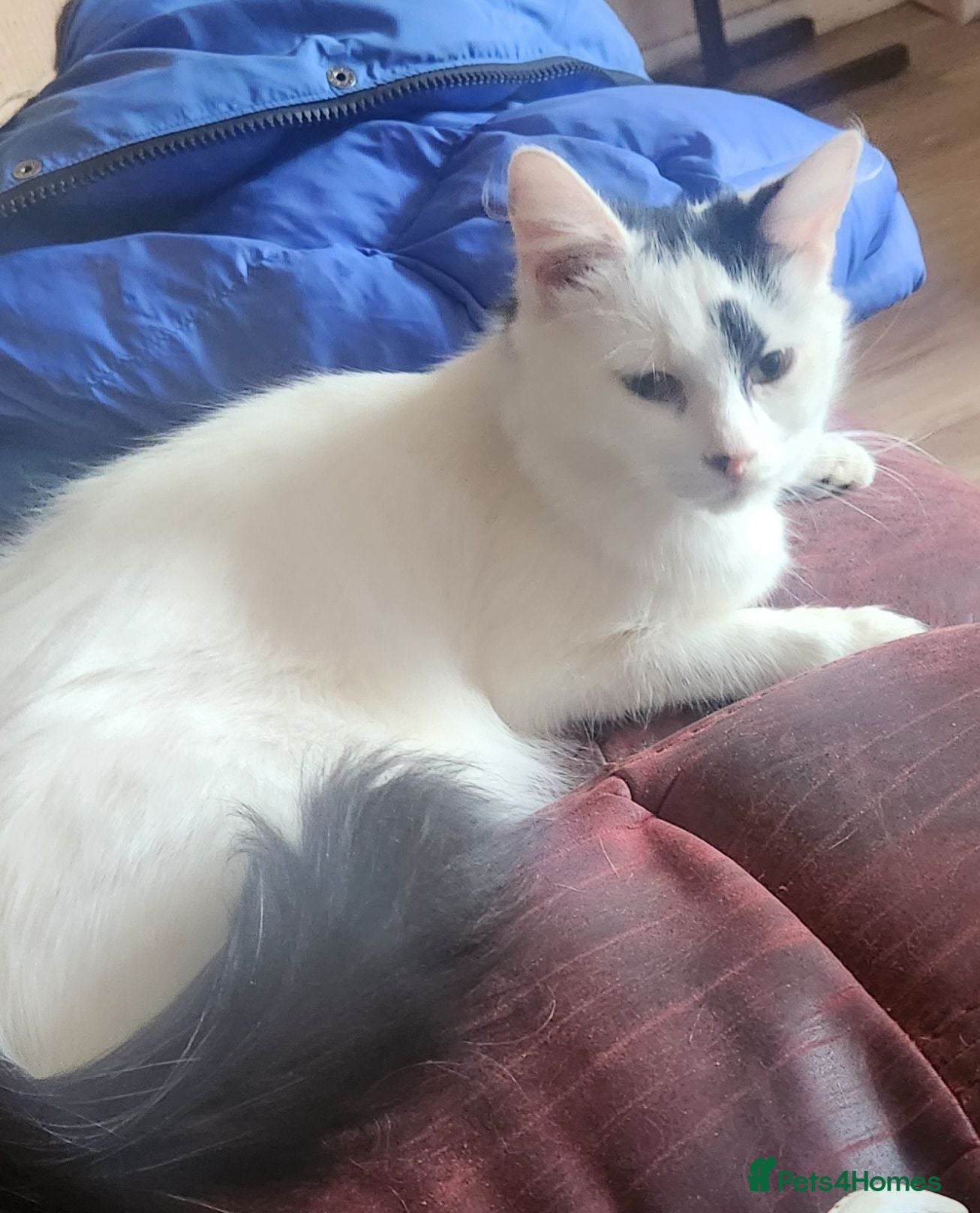 Mixed Breed cats Two stunning female kittens for sale - Advert 6