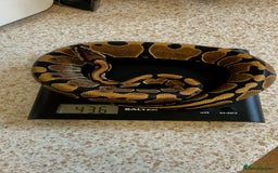 Python Snake reptiles for sale: CB24 Royal Pythons for sale  in Walton-on-Thames - Image 2