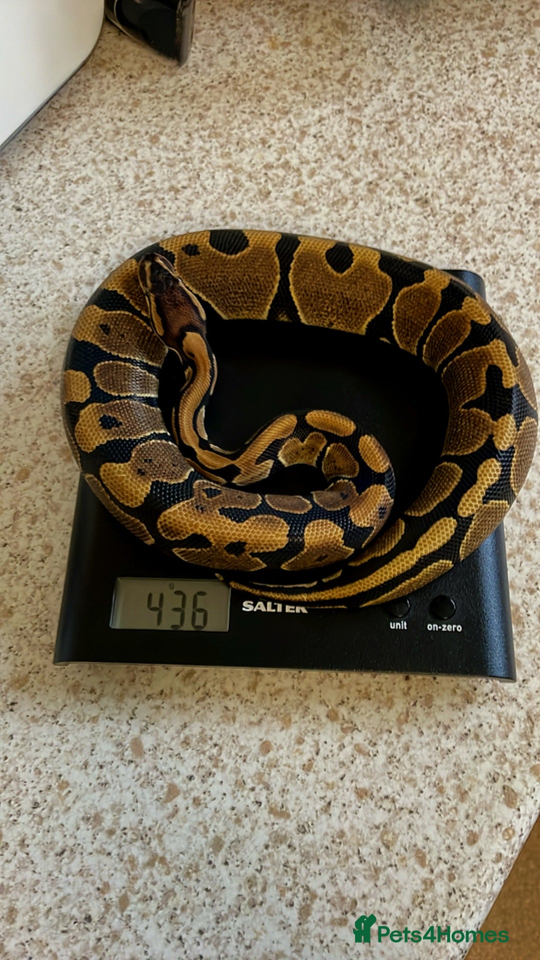 Python Snake reptiles for sale: CB24 Royal Pythons for sale  in Walton-on-Thames - Image 2