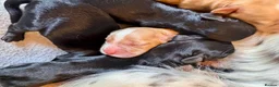 Cocker Spaniel dogs for sale: Olive’s Cocker Spaniel Pups! in Eastbourne - Advert 11