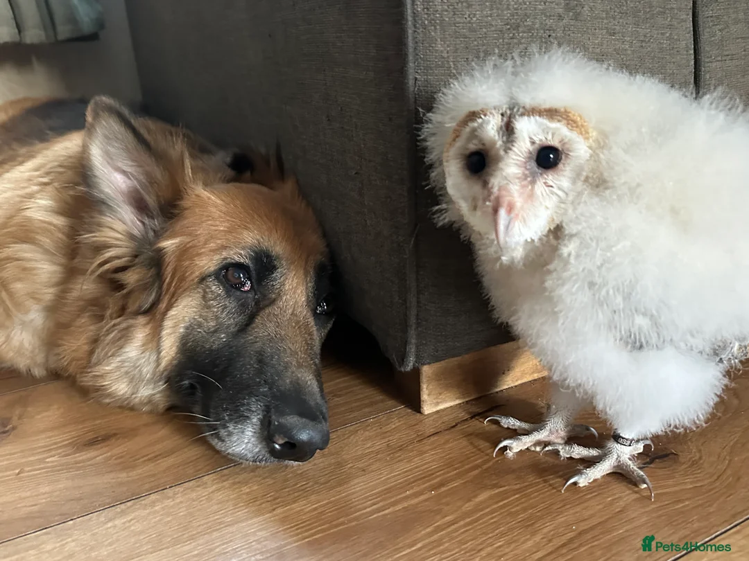 German Shepherd dogs for sale: 8yr old German Shepher Girl  - Advert 7