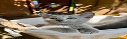 Russian Blue cats for sale: 🐾Champion Line TICA Russian Blue Kittens 🐾 - Advert 20