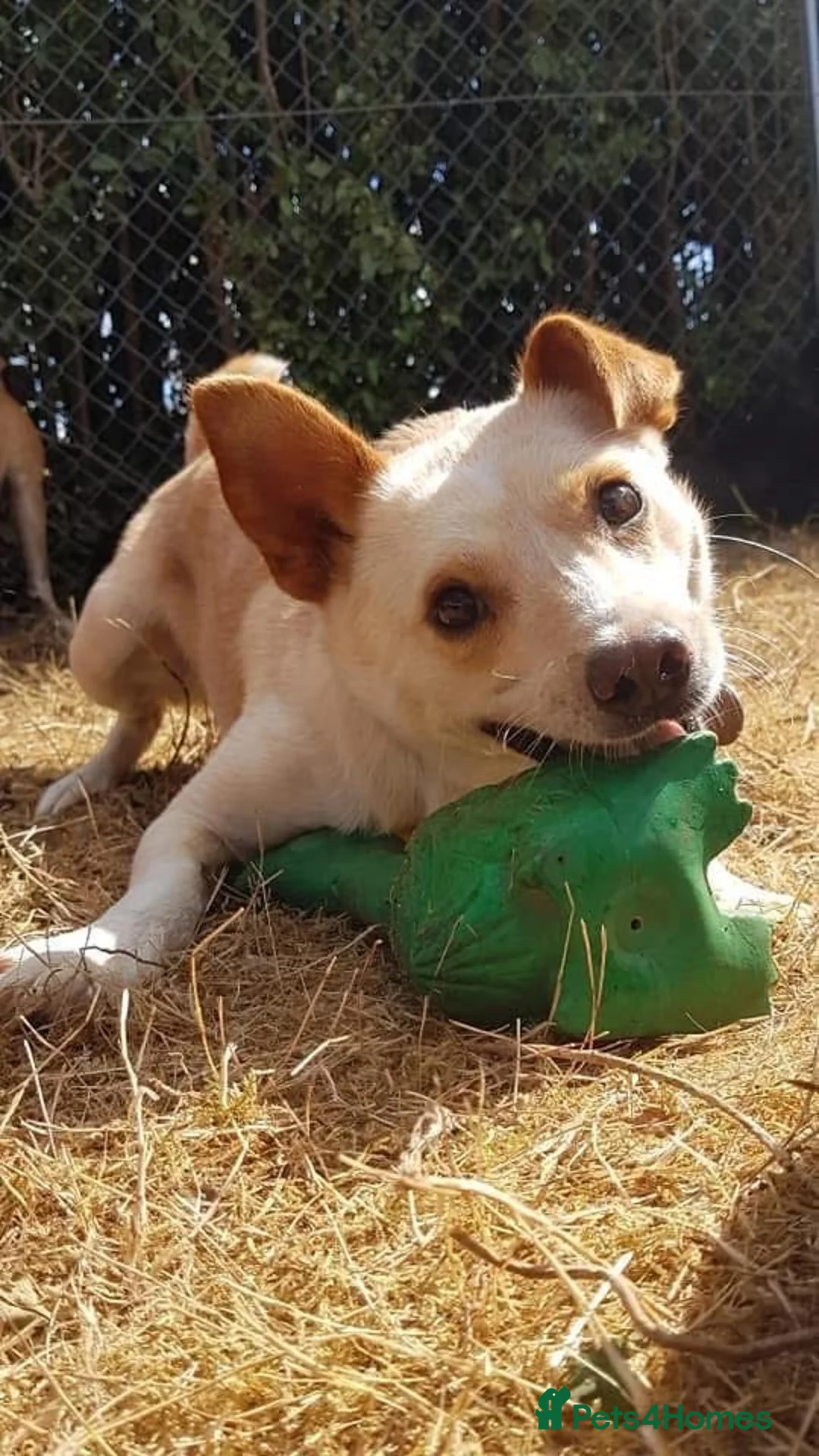 Mixed Breed dogs for adoption: Paddy - Hempnall Norfolk  - Advert 22