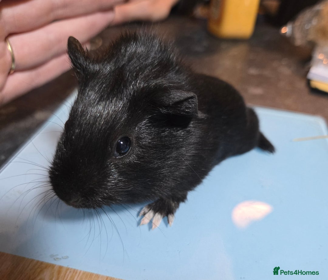 Guinea Pig rodents for sale: 4 beautiful dutch cross boys - Advert 4