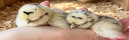 Chickens poultry for sale: Usa bearded  Silkies  - Advert 4