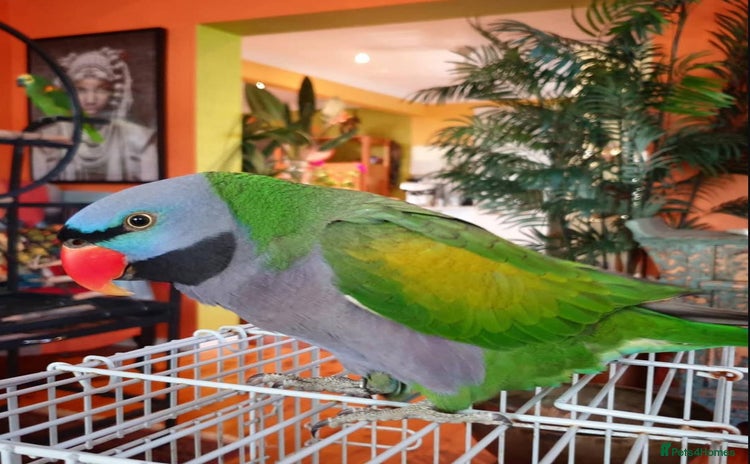 Parrots birds - Advert 2