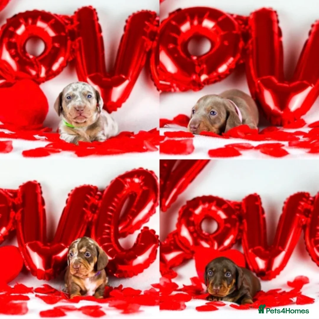 Miniature Dachshund dogs for sale: Miniature dachshund puppies  - Advert 4