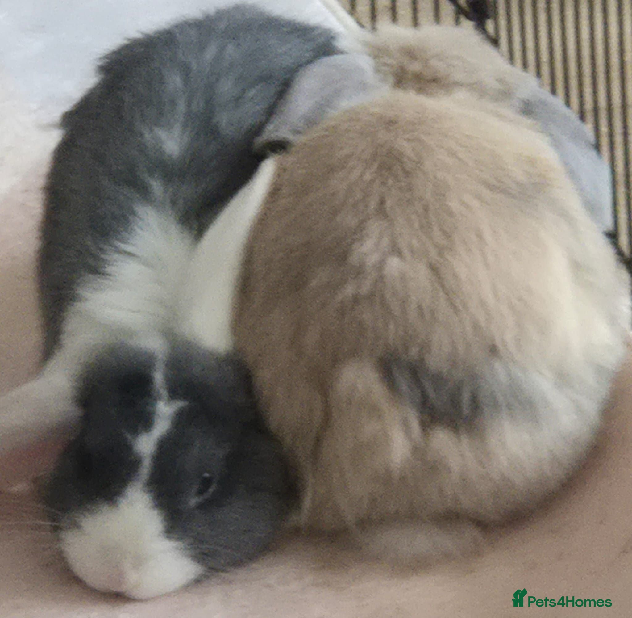 Mini Lop rabbits 2 x Mini Lops + indoor/outdoor hutch and accessori - Advert 2