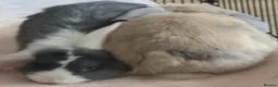 Mini Lop rabbits for sale: 2 x Mini Lops + indoor/outdoor hutch and accessori - Advert 2