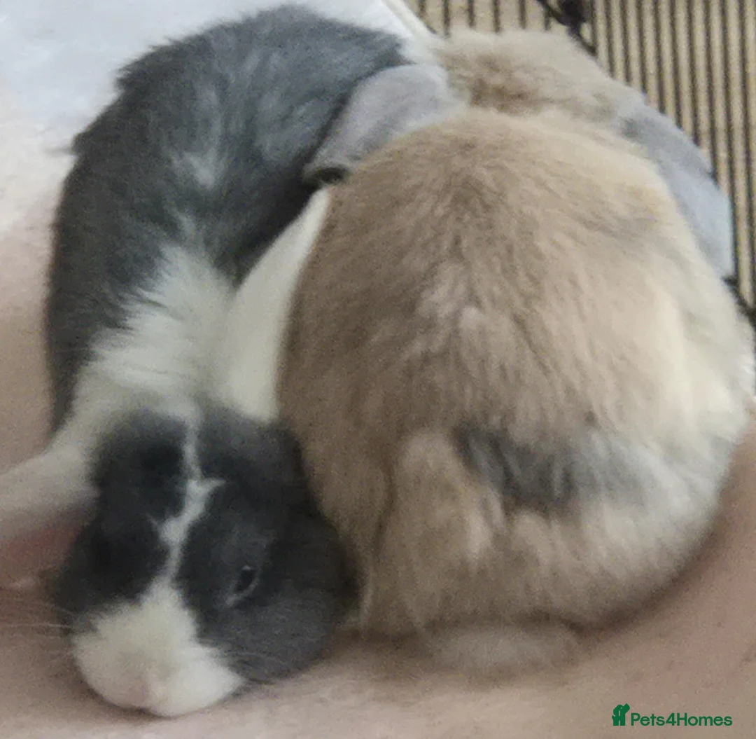 Mini Lop rabbits for sale: 2 x Mini Lops + indoor/outdoor hutch and accessori - Advert 2