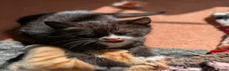 Mixed Breed cats for sale: Kittens from loving country cottage home - Advert 3
