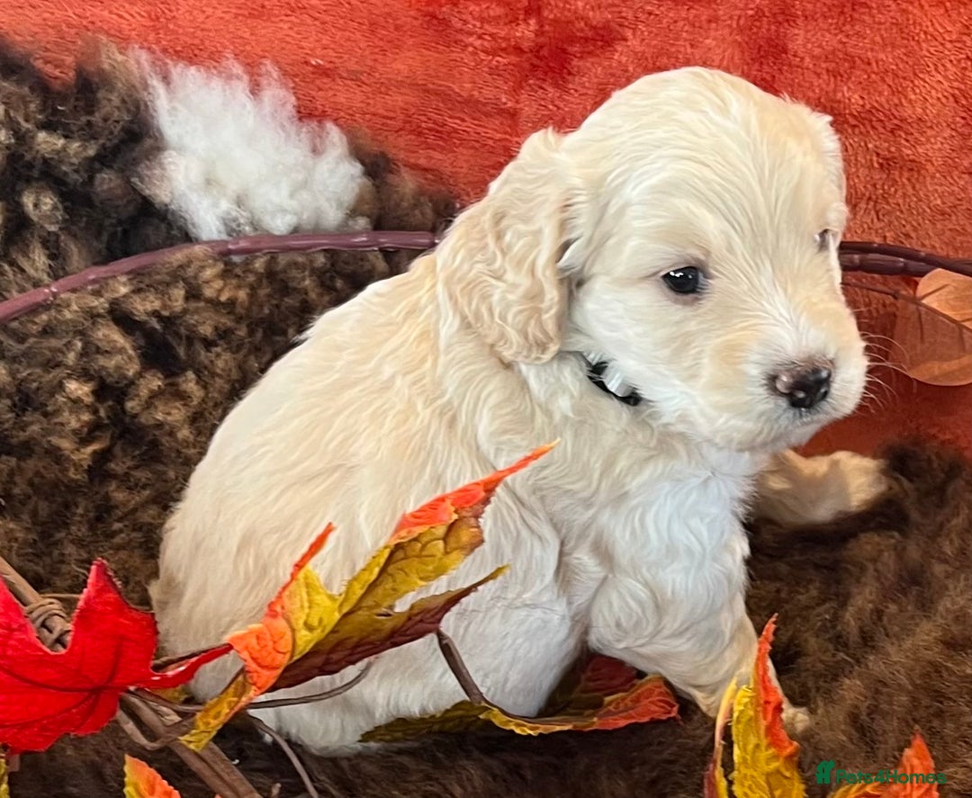 Cockapoo dogs for sale: Stunning F1 Cockapoos  - Advert 12