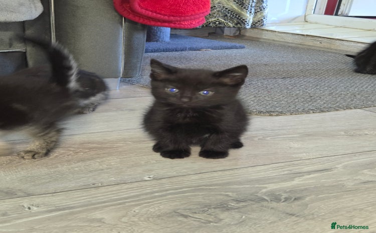 Mixed Breed cats - Advert 16
