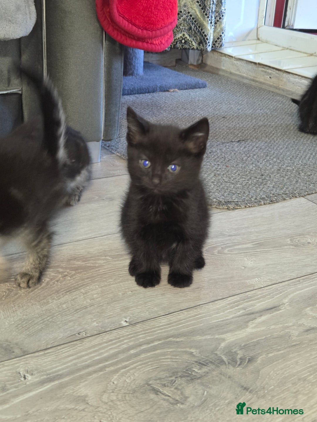 Mixed Breed cats for sale: 5 months kittens for sale - Image 1