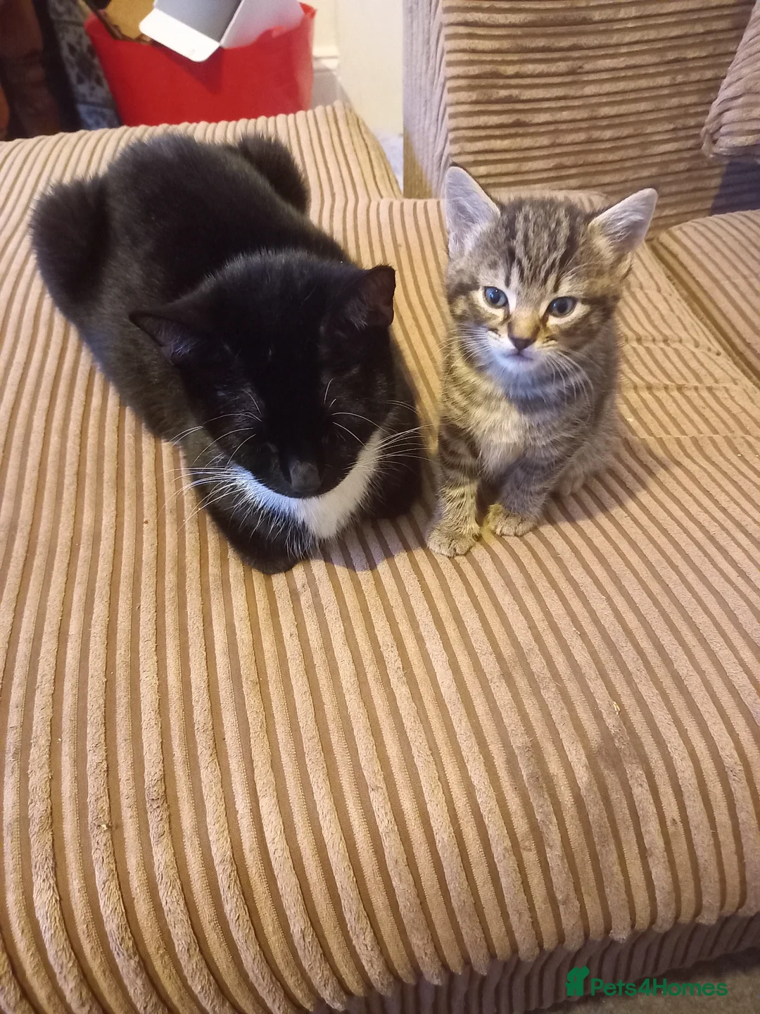 Mixed Breed cats for sale: Cute 2 tabby girls and black and white boys - Advert 14