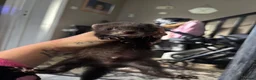 Ferret rodents for sale: baby ferrets  in Pontefract - Advert 3