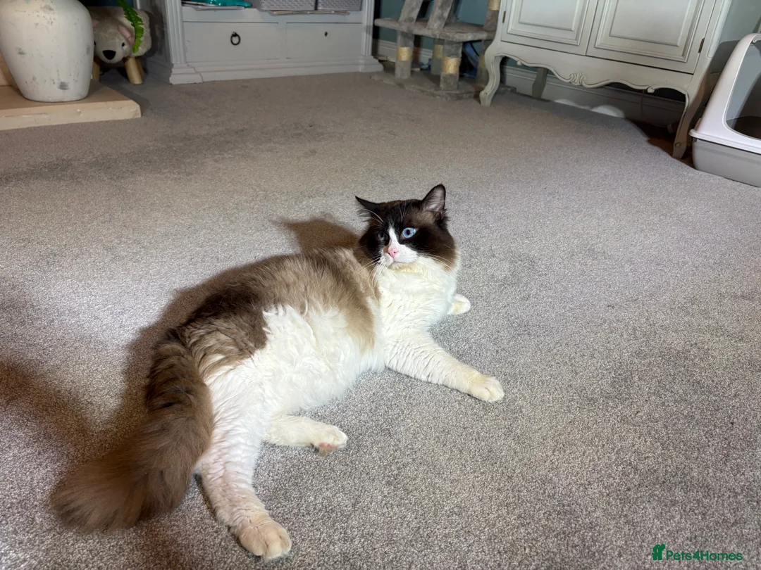 Ragdoll cats for stud: TICA & GCCF SEAL BICOLOUR Stud - Advert 5