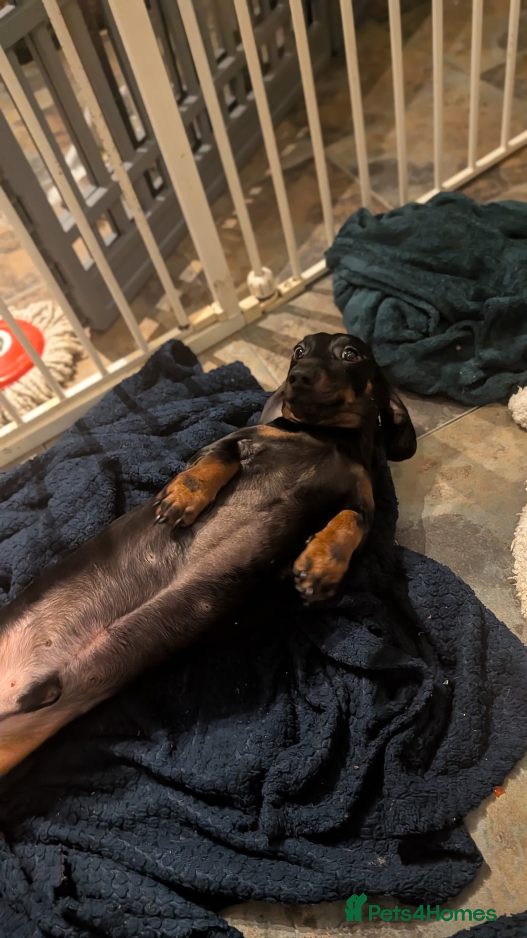 Dachshund dogs for sale: Sadly rehoming our gorgeous boy - Advert 1