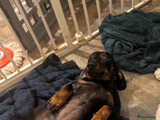 Dachshund dogs Sadly rehoming our gorgeous boy - Advert 1
