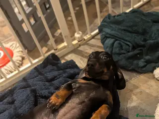 Dachshund dogs Sadly rehoming our gorgeous boy - Advert 5