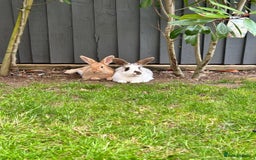 Mini Lop rabbits for sale:  Adorable Bonded Rabbits Looking for a Loving Home - Image 1