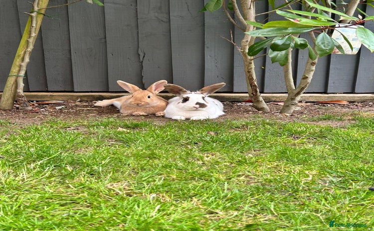 Mini Lop rabbits - Advert 2