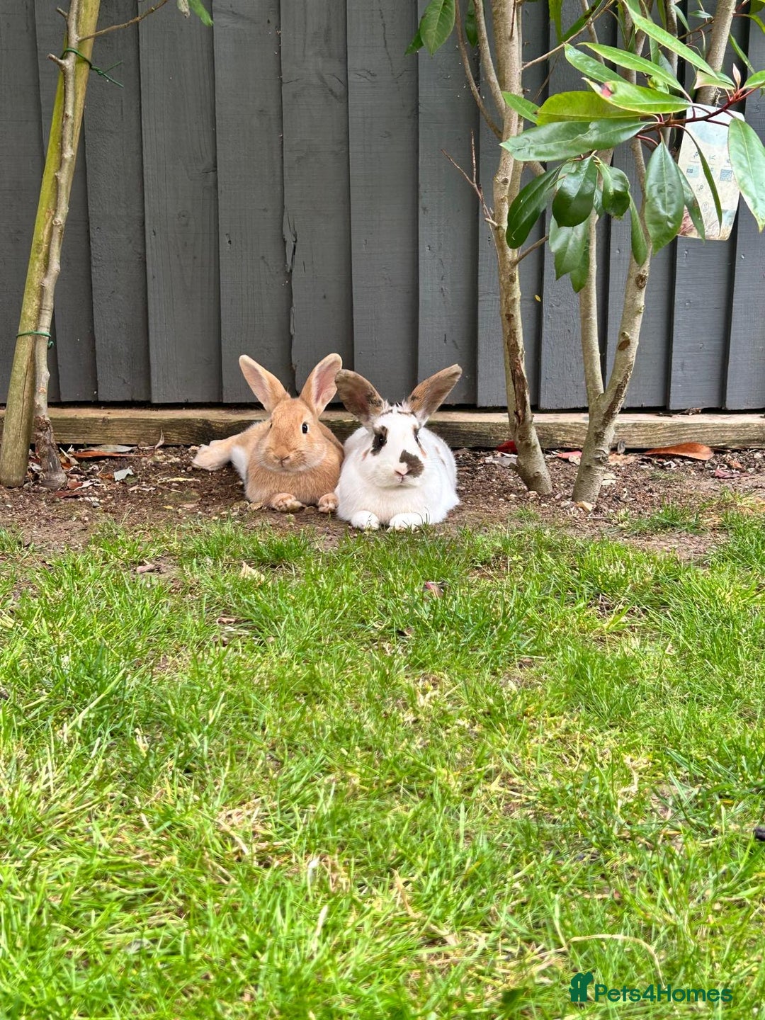 Mini Lop rabbits for sale:  Adorable Bonded Rabbits Looking for a Loving Home - Image 1