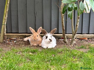 Mini Lop rabbits - Advert 32
