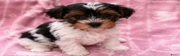 Biewer Terrier dogs for sale: Biewer Yorkshire Terrier Puppies 2 Girls, 2 Boys  - Advert 15