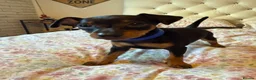 Miniature Pinscher dogs for sale: Miniature Pinscher Puppies for sale  - Advert 22