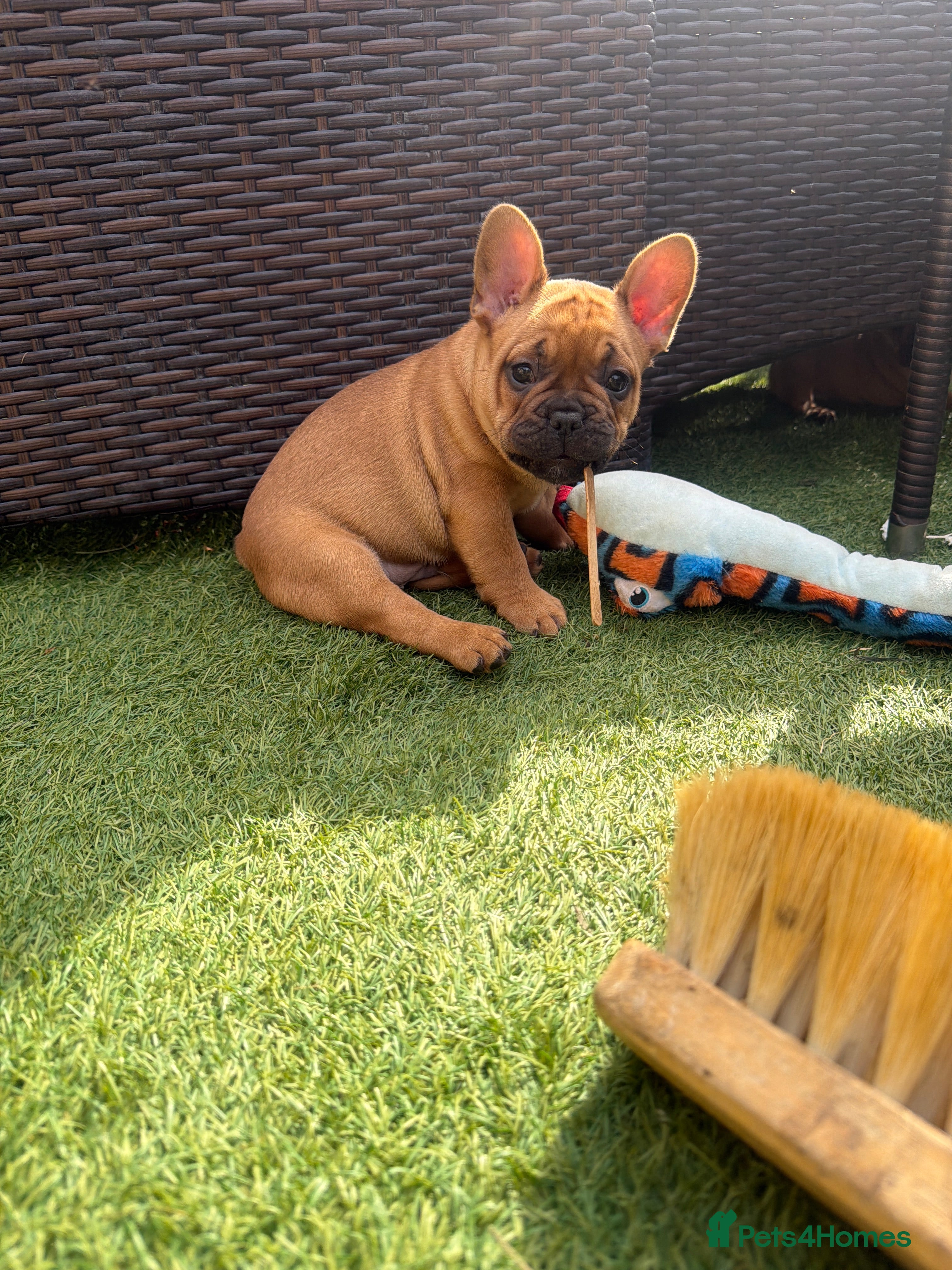 French Bulldog dogs Beautiful, original red fawns  - Advert 1