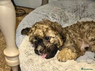 Shihpoo dogs - Advert 8