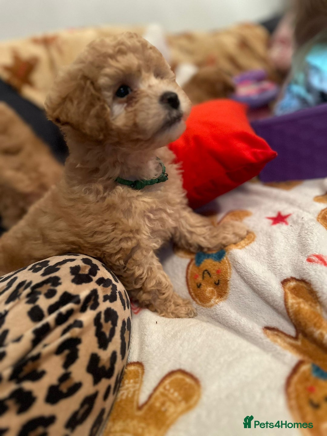 Maltipoo dogs for sale: Stunning Toy Maltipoo pups ❤️ ready on Wednesday! - Advert 3