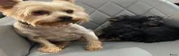 Yorkshire Terrier dogs for sale: 1 Beautiful Miniature Yorkshire Terrier girl  - Advert 7