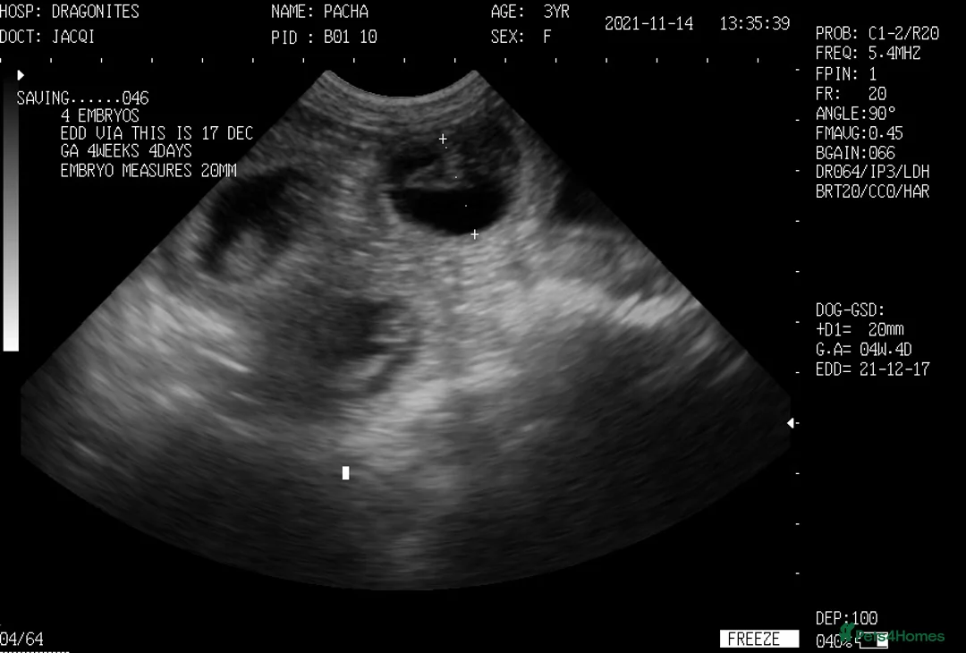 French Bulldog dogs for stud: 🇫🇷 French Bulldog For Stud  🇫🇷 in Croydon - Advert 20