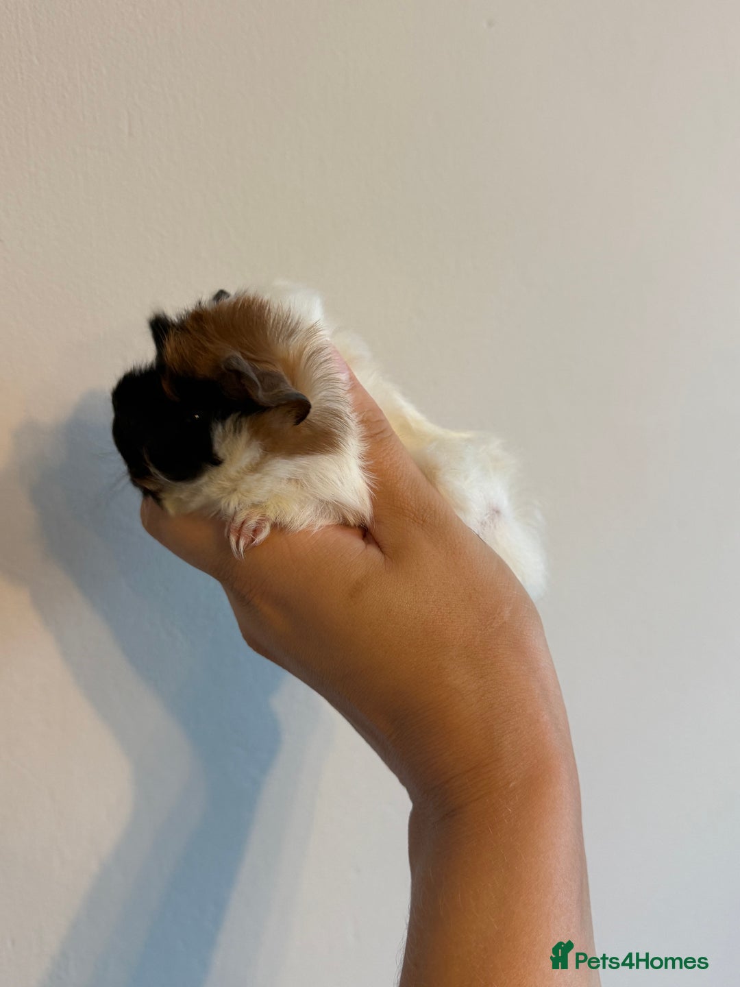 Guinea Pig rodents for sale: Peruvian Mix Boars For Sale  - Image 4