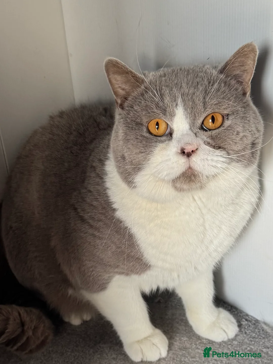 British Shorthair cats for stud: Stunning BSH lilac bi colour boy in Swansea - Advert 1