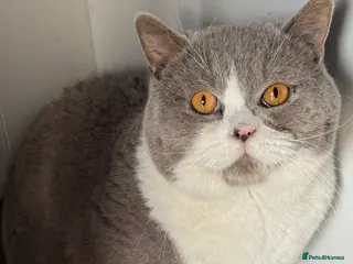 British Shorthair cats Stunning BSH lilac bi colour boy in Swansea - Advert 6
