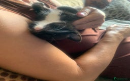 Mixed Breed cats for sale: Part Persian  - Image 13