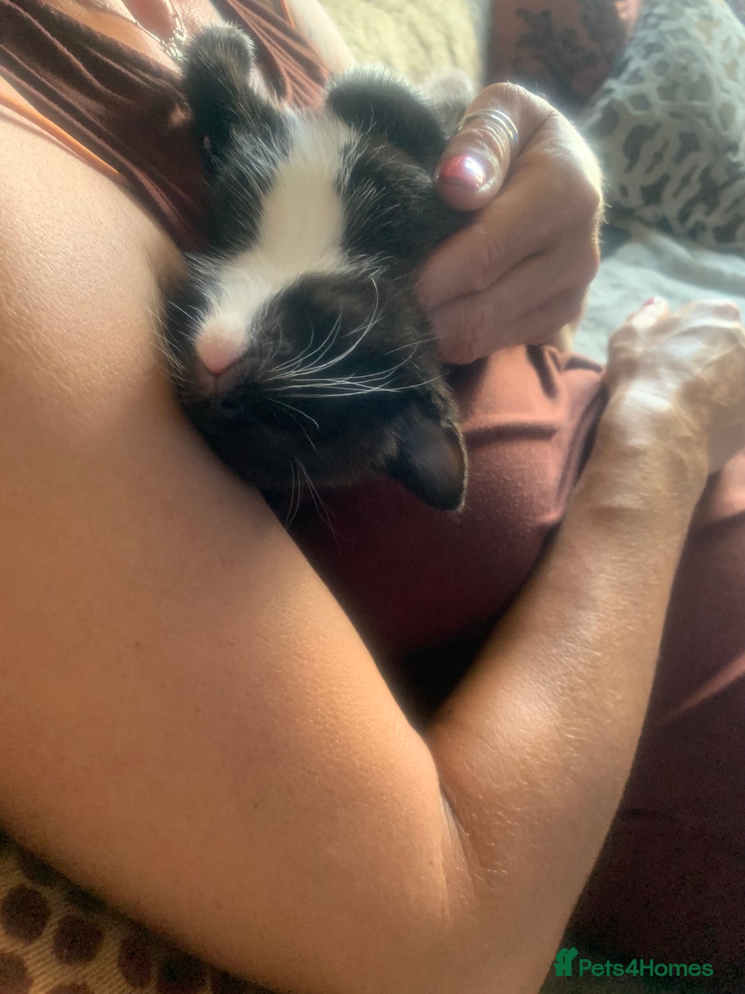 Mixed Breed cats for sale: Part Persian  - Image 13