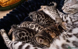 Bengal cats for sale: BABETTE-LAST available girl from the litter-TICA  - Image 14