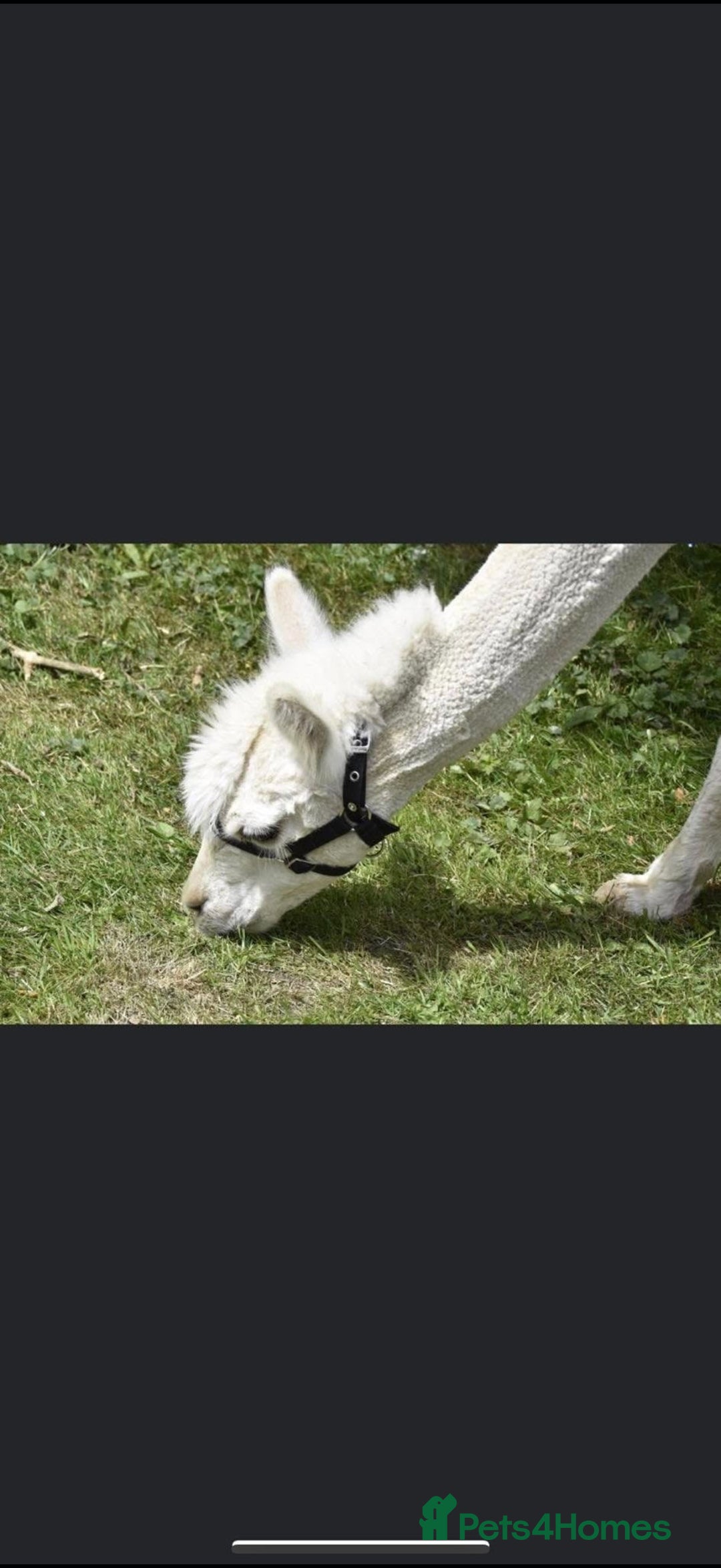 Alpaca livestock for sale: Trekking alpacas BAS registered  - Advert 6