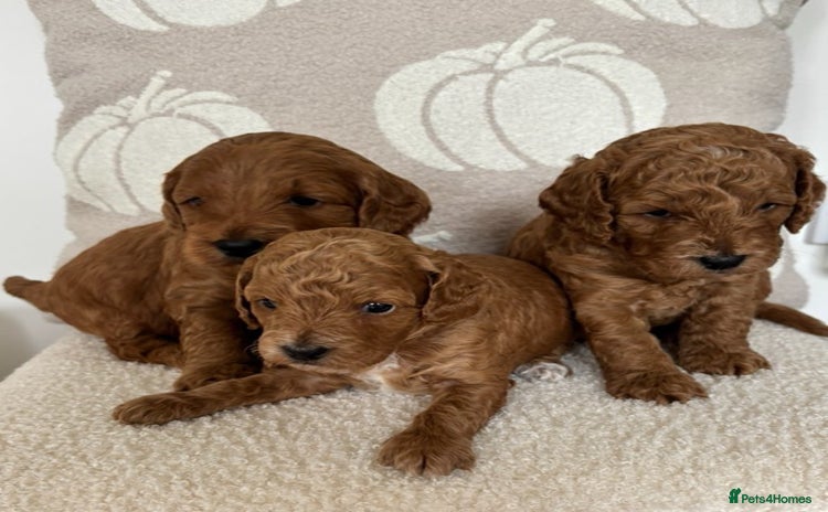 Cockapoo dogs - Advert 5