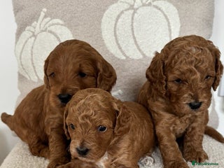 Cockapoo dogs - Advert 25